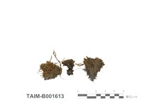 藏品(瓶苔)的圖片